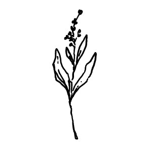 Wax Seal - Leaves and Bud